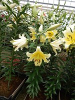 [5179 Serano No02.JPG]